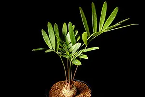 ザミア フルフラセア 多頭 大株 希少 メキシコソテツ ヒロハザミア