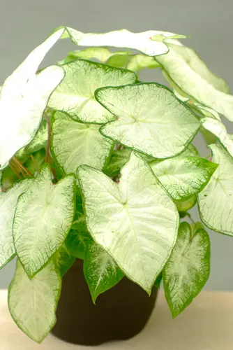 カラジウム（カラジューム）の写真＜2＞-育て方図鑑|みんなの趣味の園芸