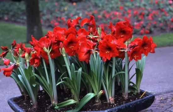 アマリリス 赤 アマリリス 赤｜園芸日記bydenndoro-k｜みんなの趣味の