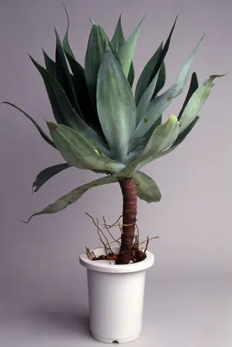 アガベ（観葉植物）の写真＜2＞-育て方図鑑|みんなの趣味の園芸