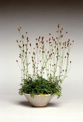 ワレモコウの写真＜2＞-育て方図鑑|みんなの趣味の園芸