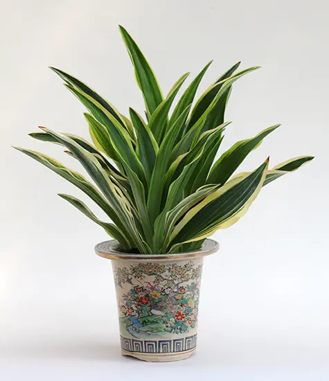 オモト（万年青）の写真＜2＞-育て方図鑑|みんなの趣味の園芸