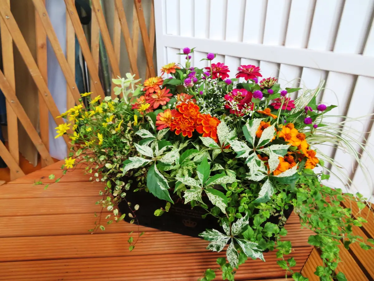 楕円形にこんもり混ぜ合わせてみました！「寄せ植え」のアルバム