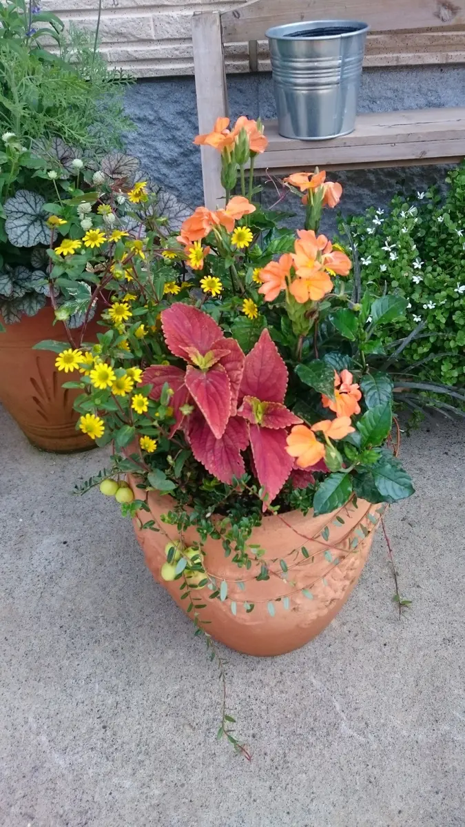 今回のコンセプトは『クロサンドラに一「takamari＊寄せ植えgallery