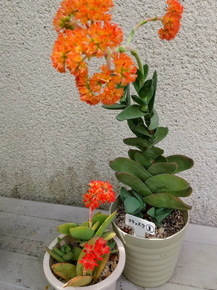 花サボテン【親株】 貴重実生品種‼️花サボテン K88 12年親株