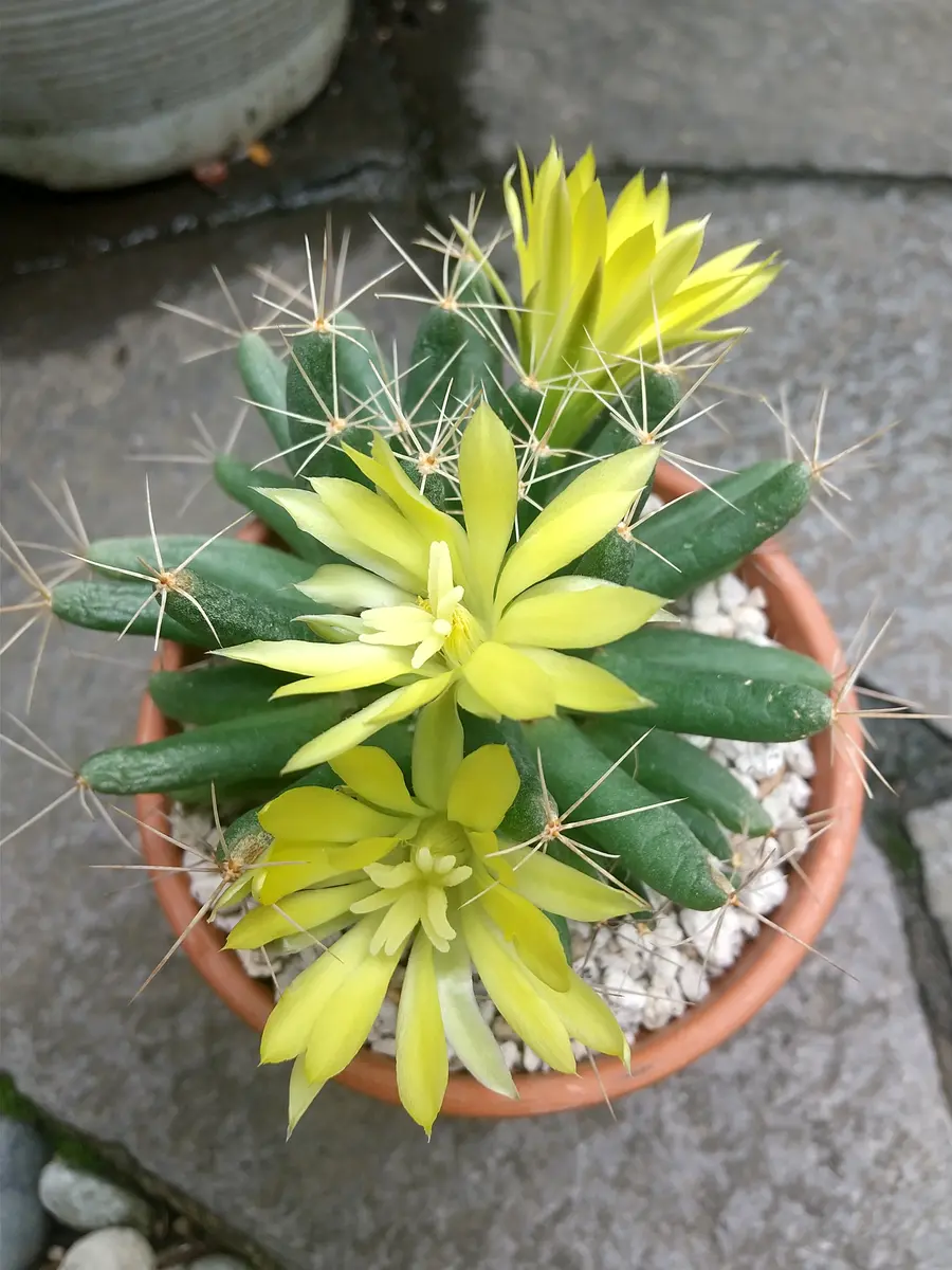 ドリコテレ金星初めて花が咲きました。「サボテン、多肉植物」の