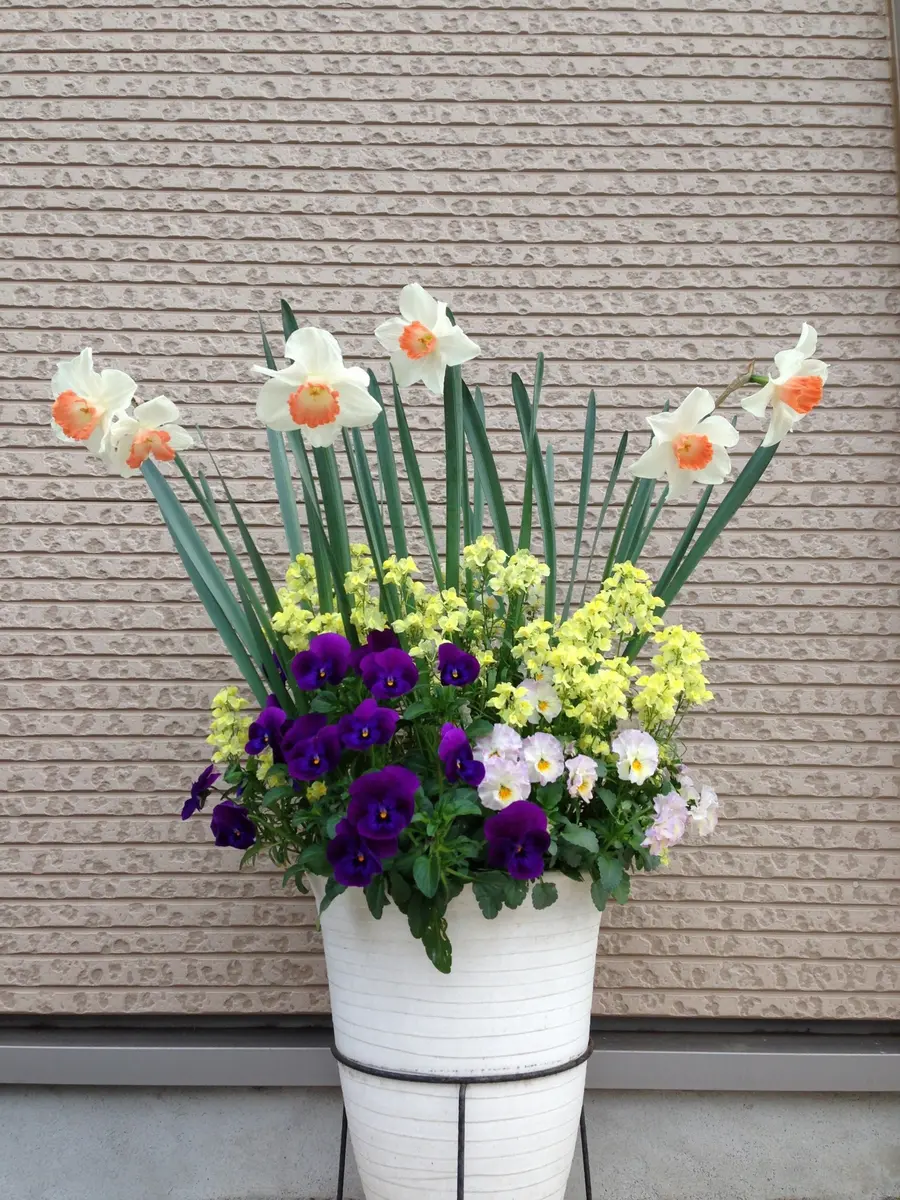 ぴー吉シャンデリアイタリア製 百合 水仙 2015.4.11水仙の球根を仕込んだ寄せ植「寄せ植えアルバム」の