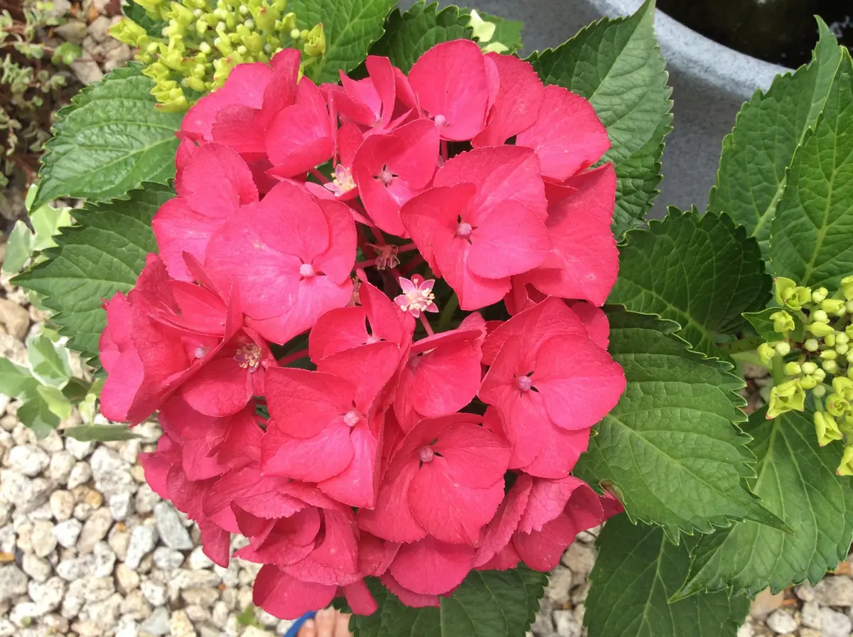 名前のわからない赤いアジサイ。色々調「紫陽花のページ」の