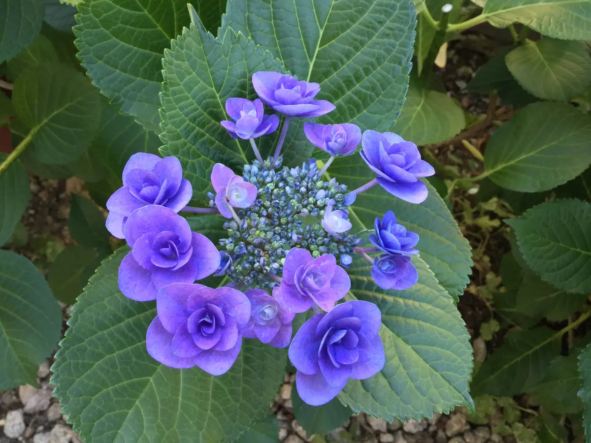 【送料無料（一部地域を除く）】 6/2地植えの紫陽花フェアリーアイ「紫陽花のページ」のアルバム 化粧水・ローション・トナー