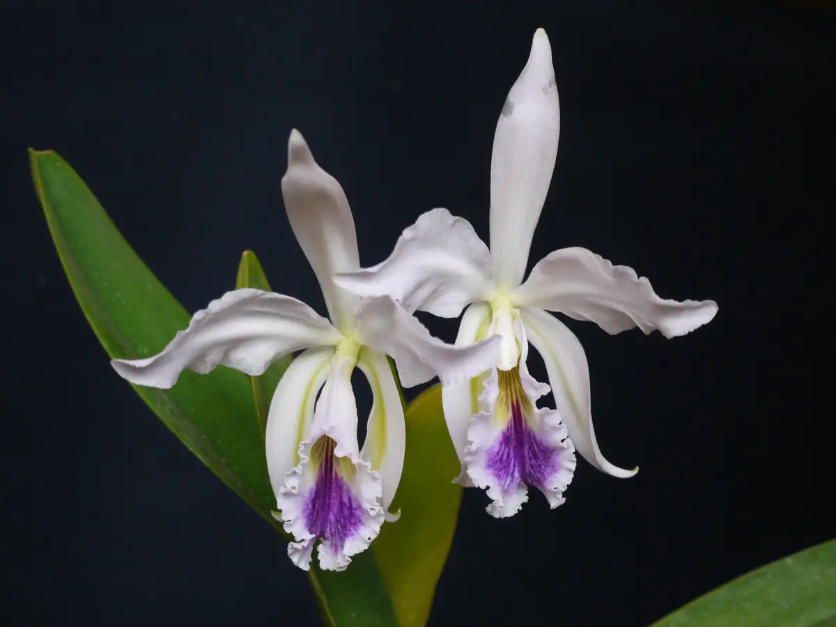 カトレア・ラビアタアメジスティナ'カ「蘭の花 15年4月