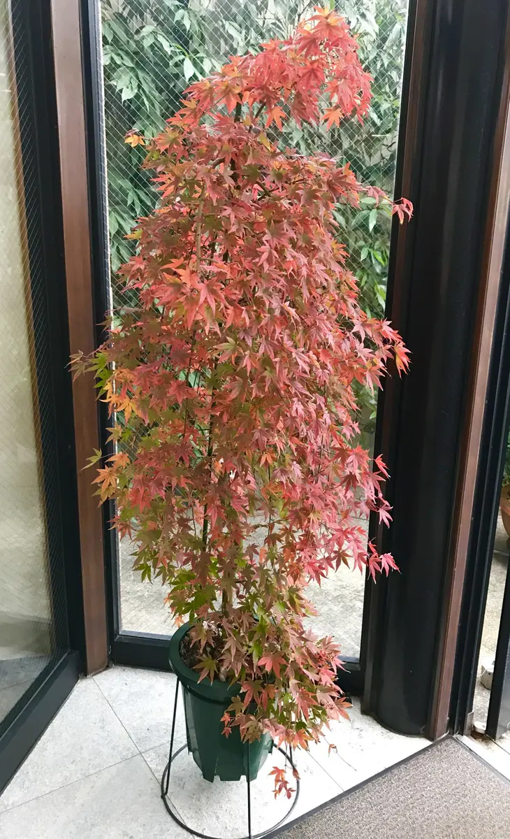 流泉紅葉28年11月23日「もみじ」のアルバム-みんなの趣味の園芸