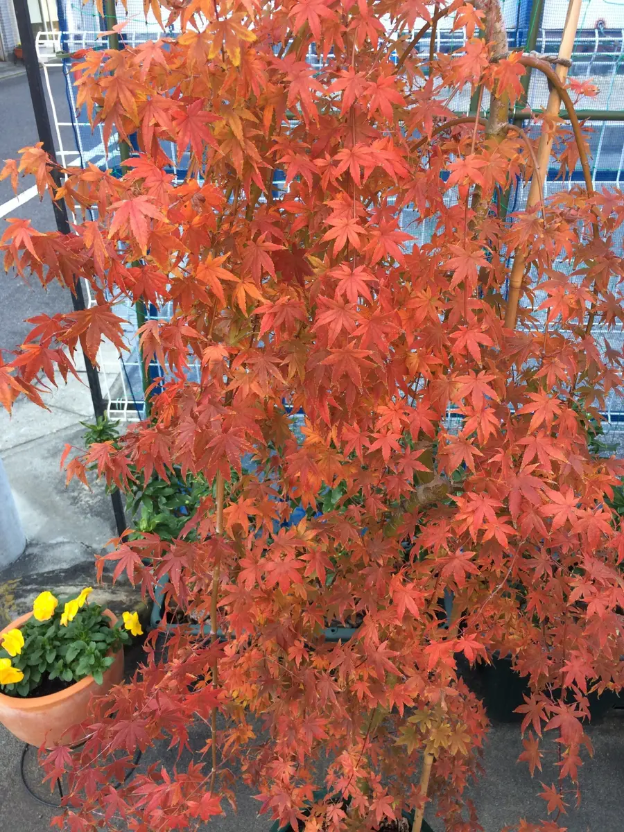 紅葉　流泉　/227 楽天市場】流泉もみじの通販 落葉樹
