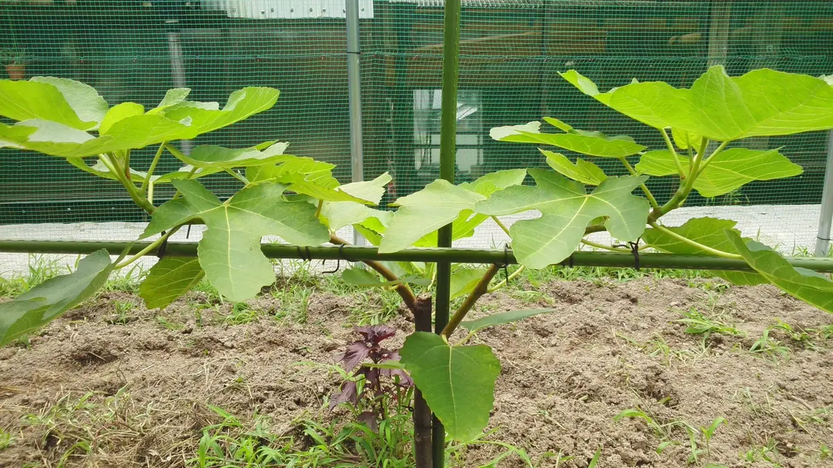 昨年末植えた、無花果。一文字仕立てに「スモモ（さいの姫