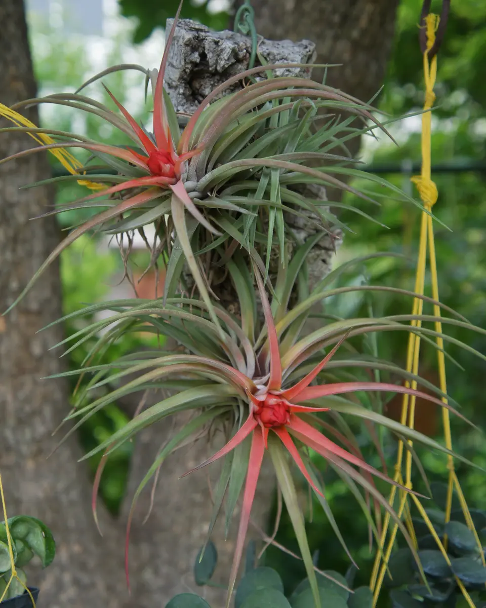 2019/6/28T・ベルティナオレンジ色に「チランジア（エアープランツ