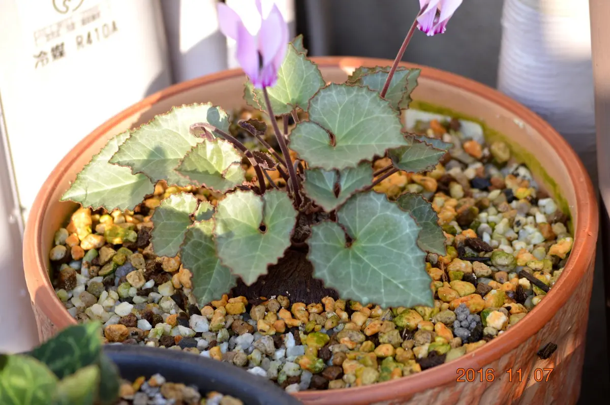 ロードポウです。グリファダとロードポ「原種シクラメン