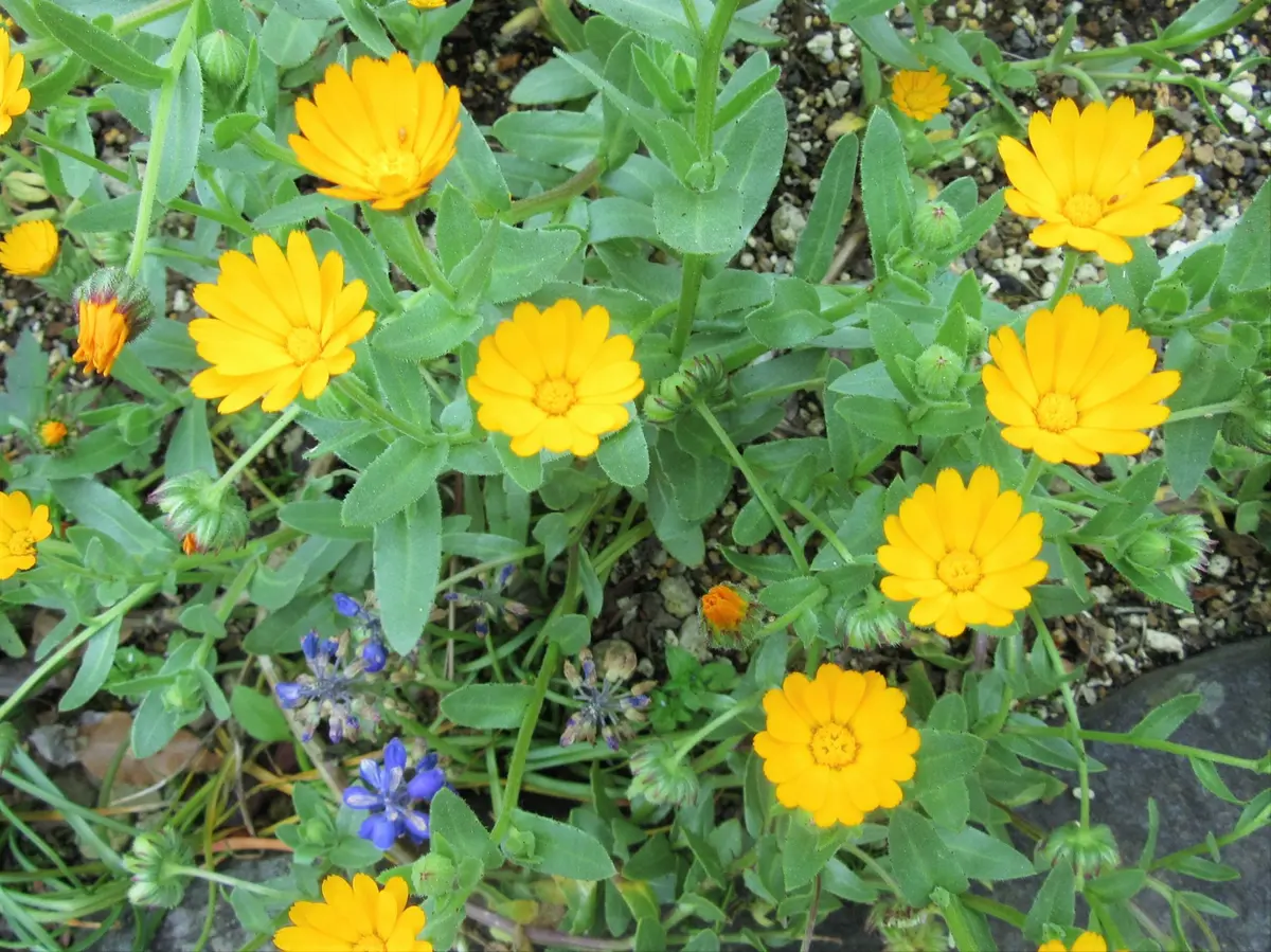 カレンデュラ（キンセンカ）の写真-みんなの趣味の園芸252100
