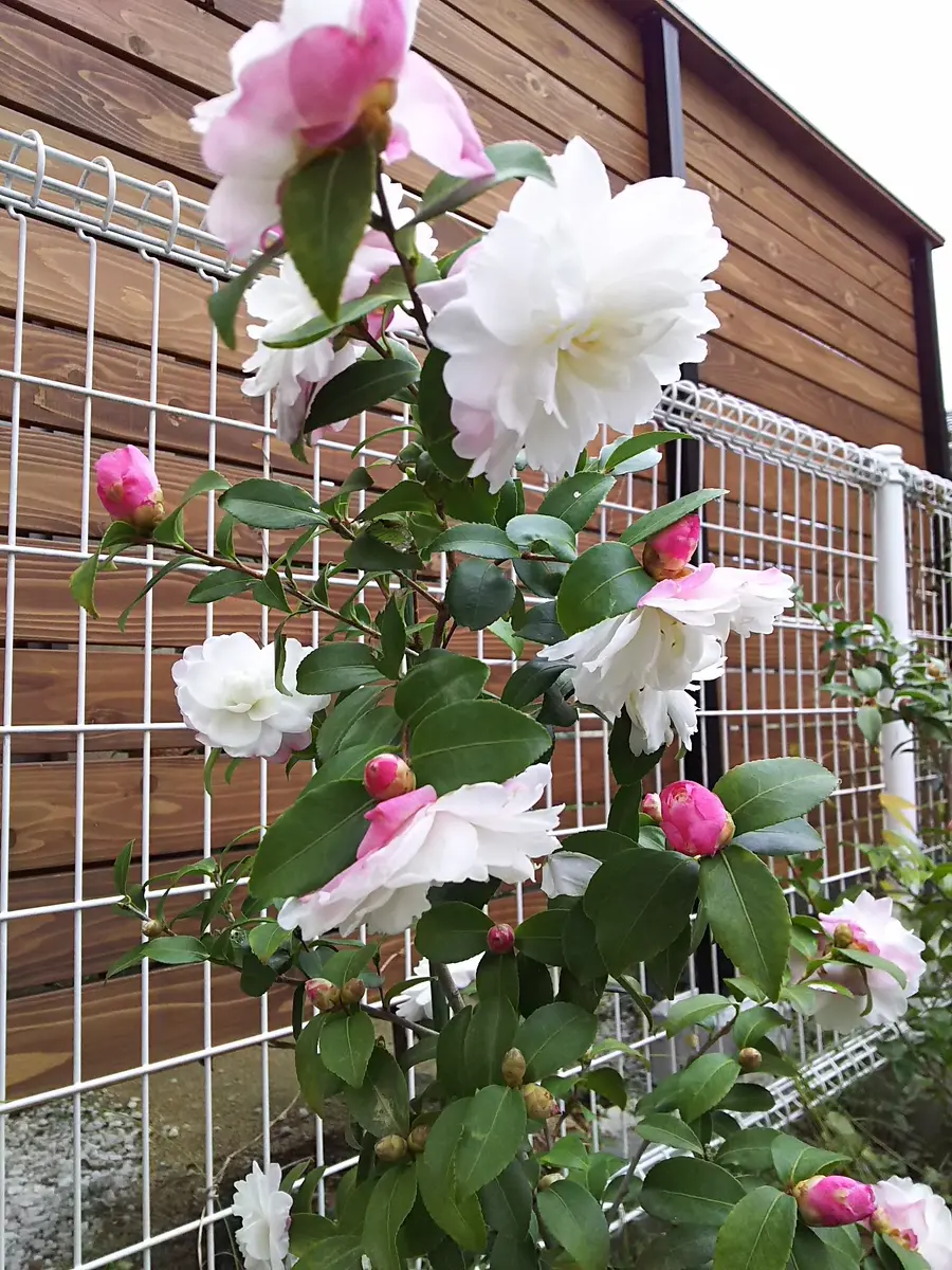 先日、鉢植えだった山茶花を裏庭に植え「裏庭」のアルバム-みんなの