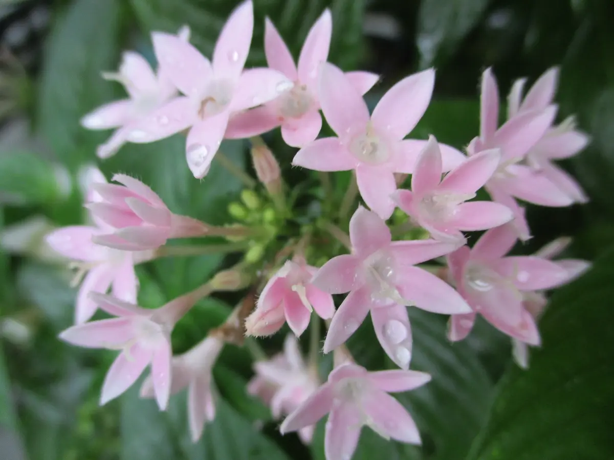 9月18日ペンタス「秋のお花」のアルバム-みんなの趣味の園芸203133