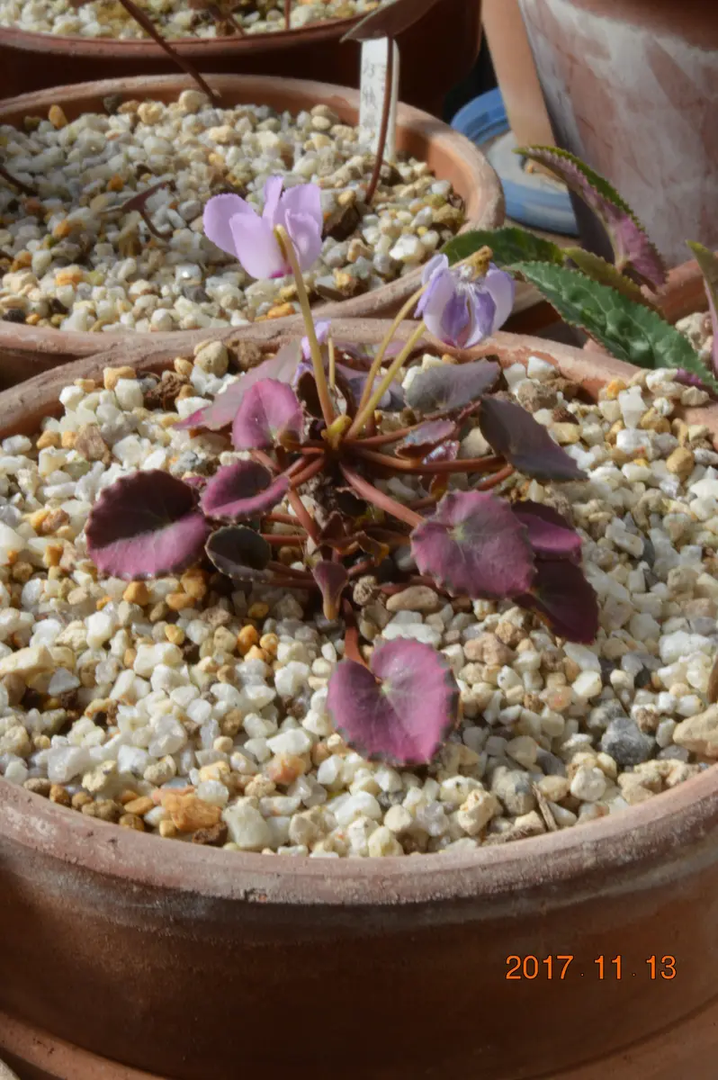 アンです。今年は赤みが強いです。「原種シクラメン・ミラビレ」の