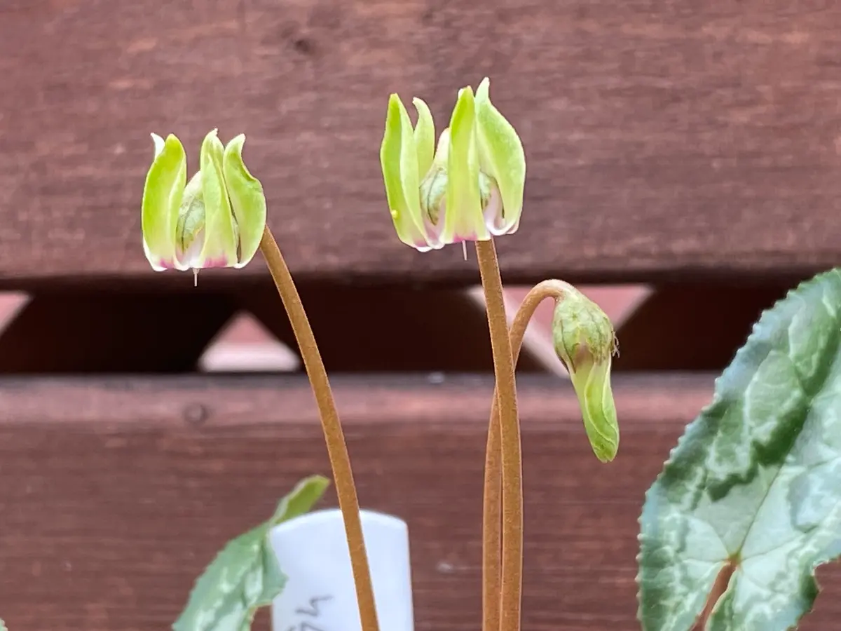 MINATO 原種シクラメン　ヘデリフォリウム　ヴェルデ シクラメン（原種系）：ヘデリフォリウム ヴェルデ交配【260648