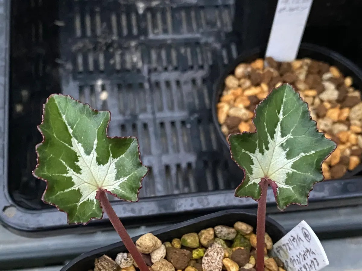 ssp.クラッシフォリウムex.CSE93073「原種シクラメン