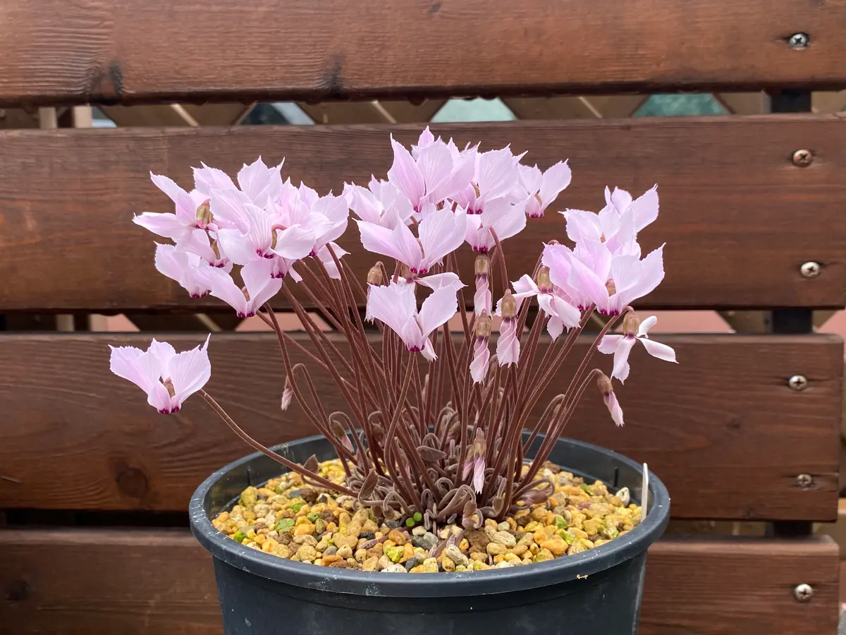 タイルバーンニコラス⑤「原種シクラメン・ミラビレ」のアルバム