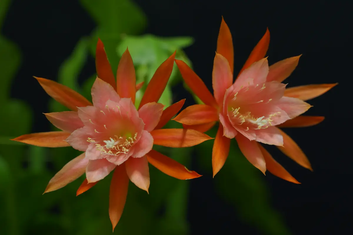 芳月美人」 月下美人の仲間では珍し「月下美人」のアルバム