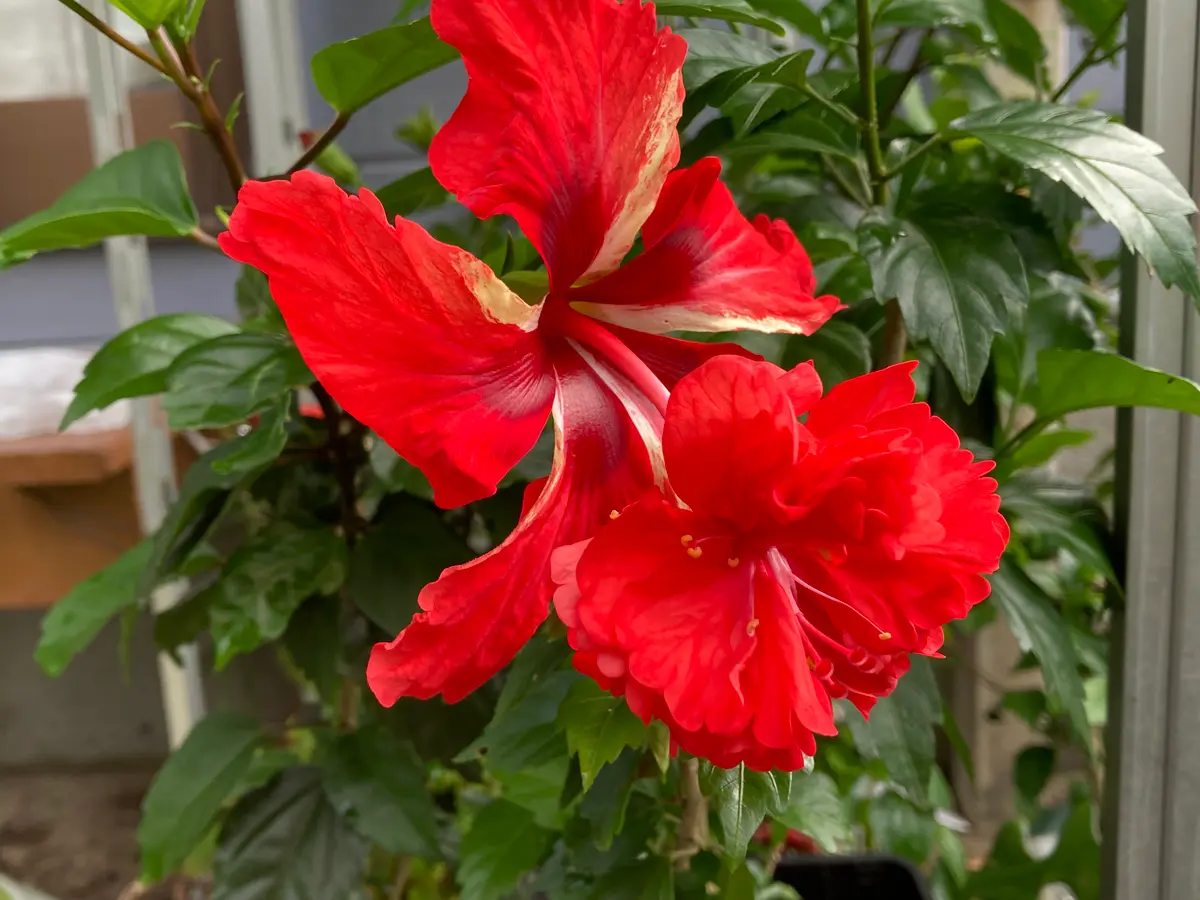 ハイビスカス🌺レッドフラミンゴ鮮やか「庭の花」のアルバム