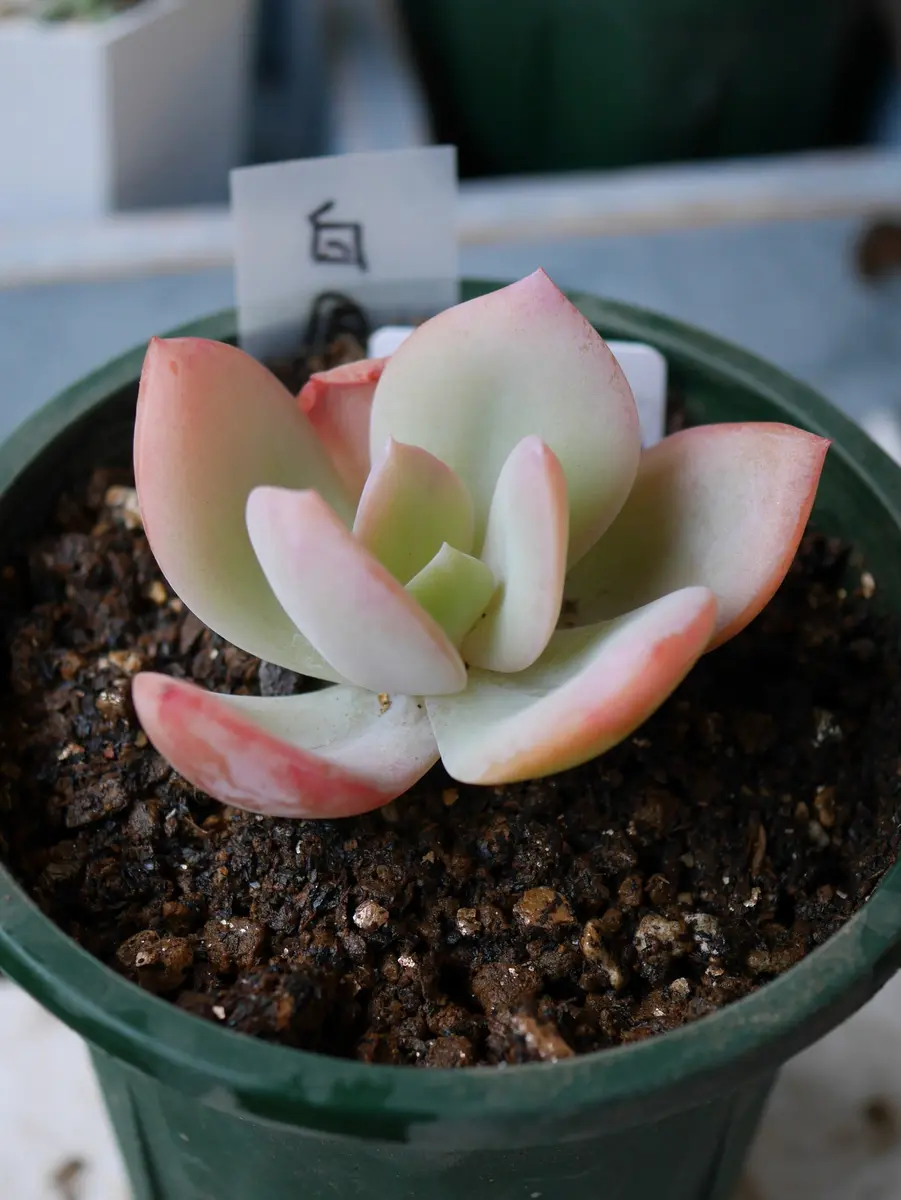 エケベリア 白鳳。白地にオレンジ～ピ「我が家の多肉植物園」の