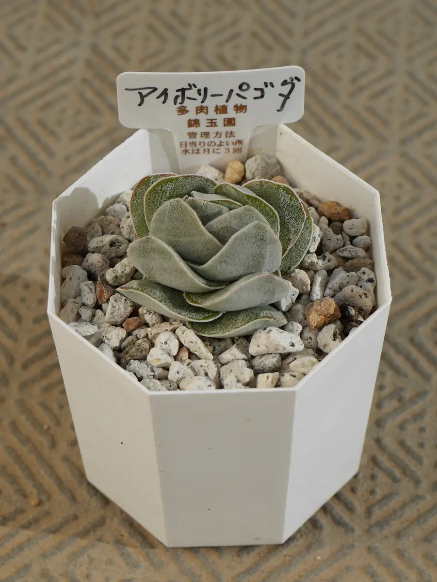 アイボリーパゴダ。 ケラッスラの一種「我が家の多肉植物園」の