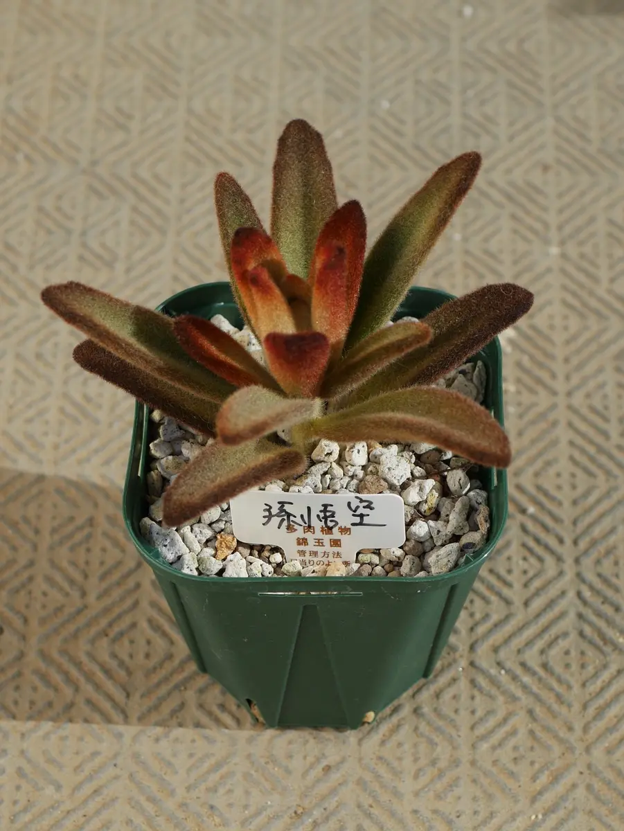 カランコエ（多肉植物）の写真-みんなの趣味の園芸211391