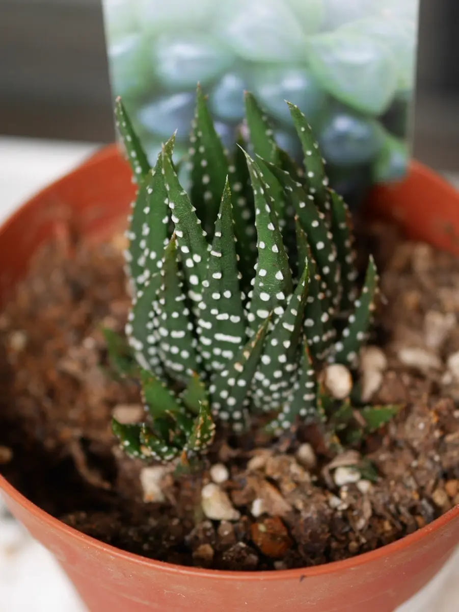 ハオルチア 暗黒竜。アロエに似ていま「我が家の多肉植物園」の