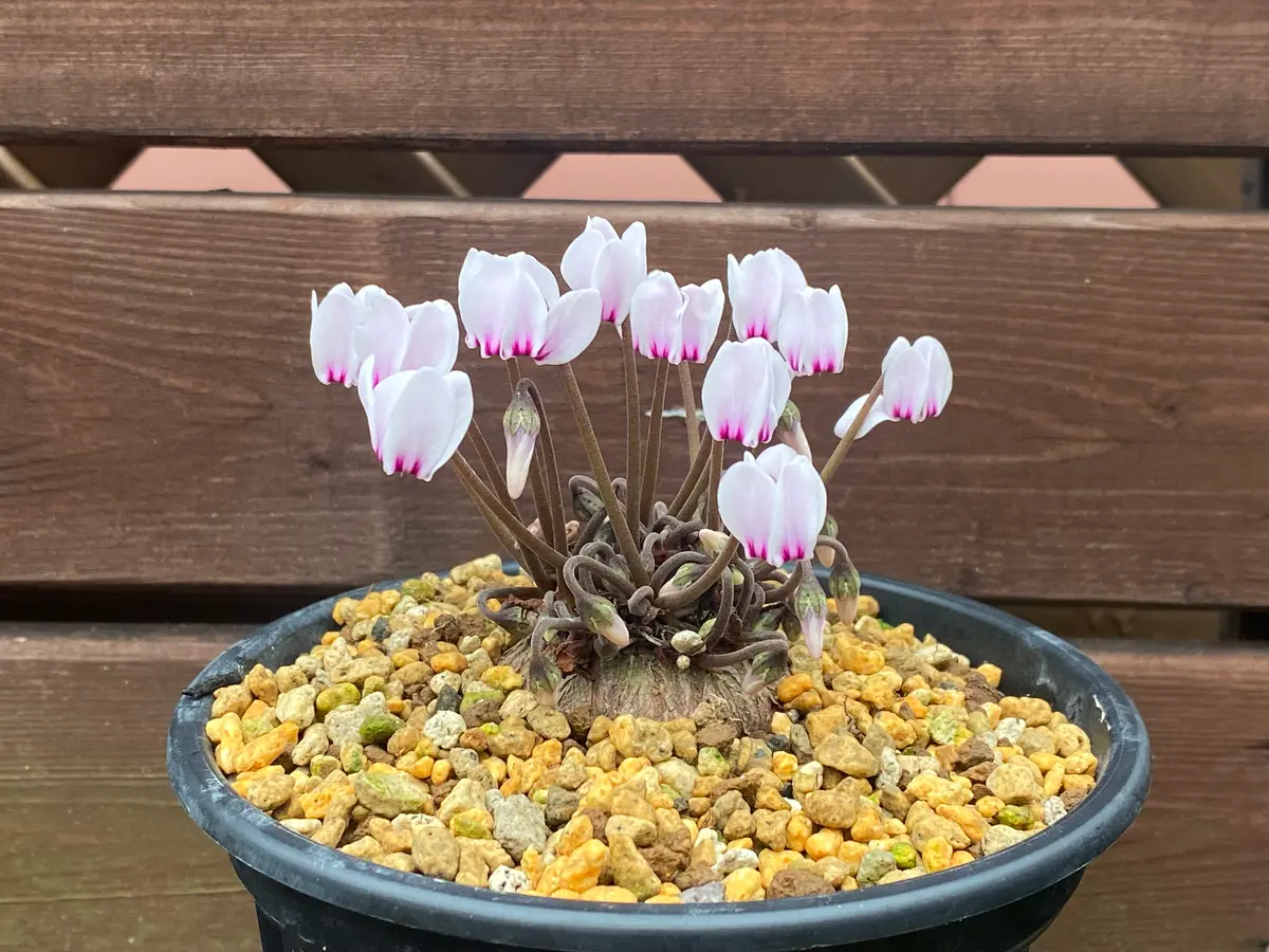 グラエカムsspカンディカム①「原種シクラメン・グラエカム」の