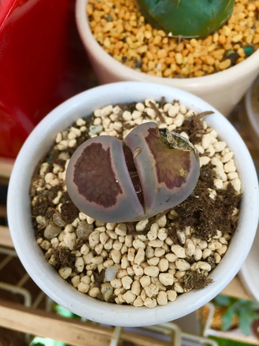 リトープス紅窓玉脱皮開始「サボテン.多肉植物」のアルバム-みんなの