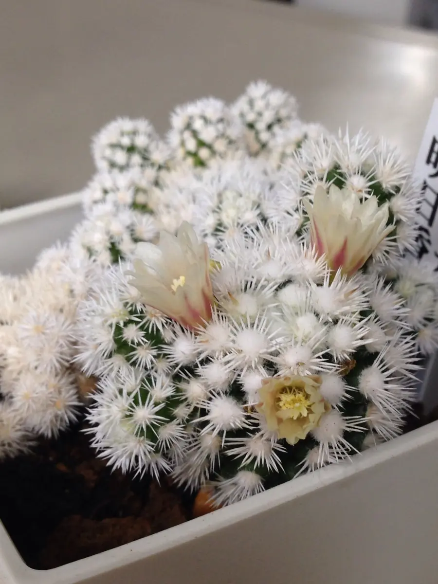 マミラリア属・明日香姫開花中「多肉モロモロ」のアルバム-みんなの