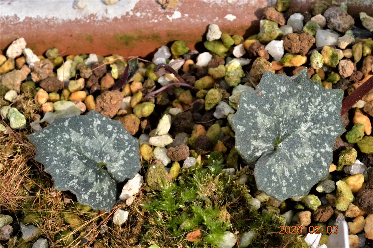 クレチカム”スペックルドリーフ”葉模様「原種シクラメン