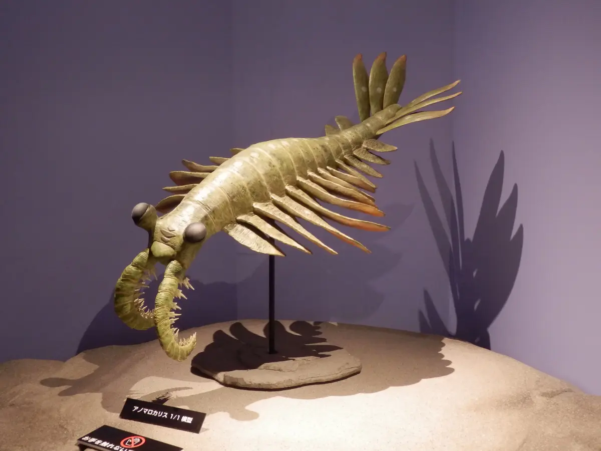 巨大なアノマロカリスの化石 美麗 関山動物群 本物保証 巨大なアノマロカリスの化石 美麗 関山動物群 本物保証