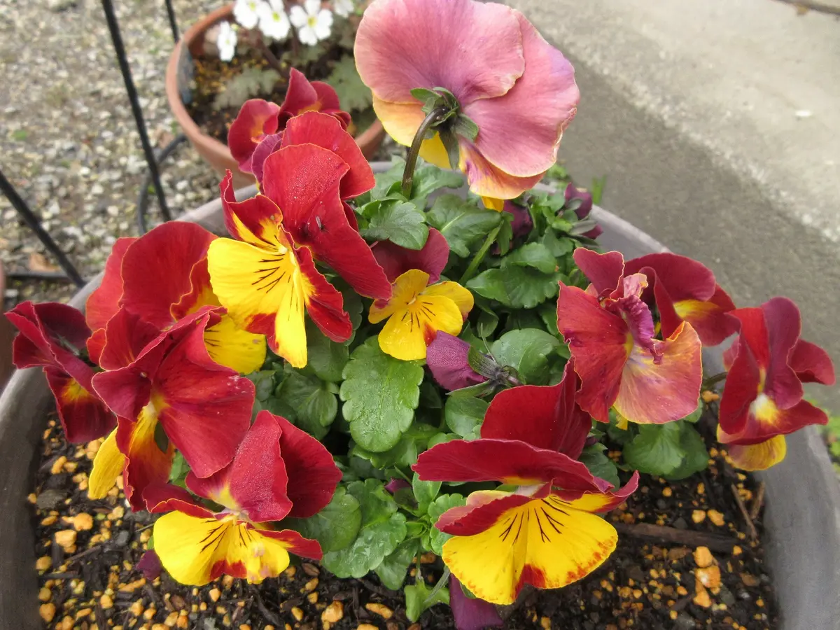 プティ・シャトン かわいい子猫 マーヤ「パンジー＆ビオラ + すみれ