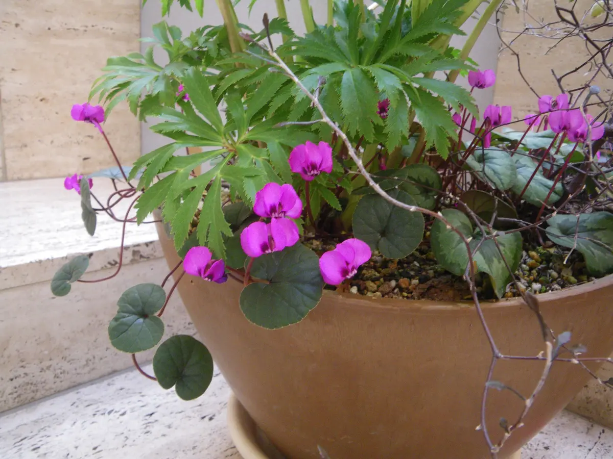 寄せ植え花シクラメン原種