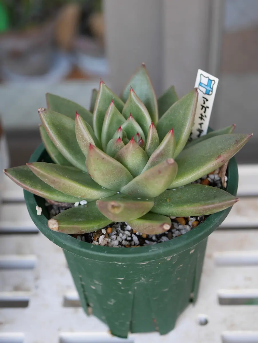 人気が高い エケベリア アガボイデスレッドチップ「我が家の多肉植物園 その他多肉植物