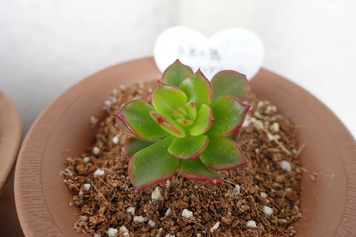 多肉植物 久米の舞♡抜き苗(^○^) 多肉植物 久米の舞♡抜き苗(^○^)