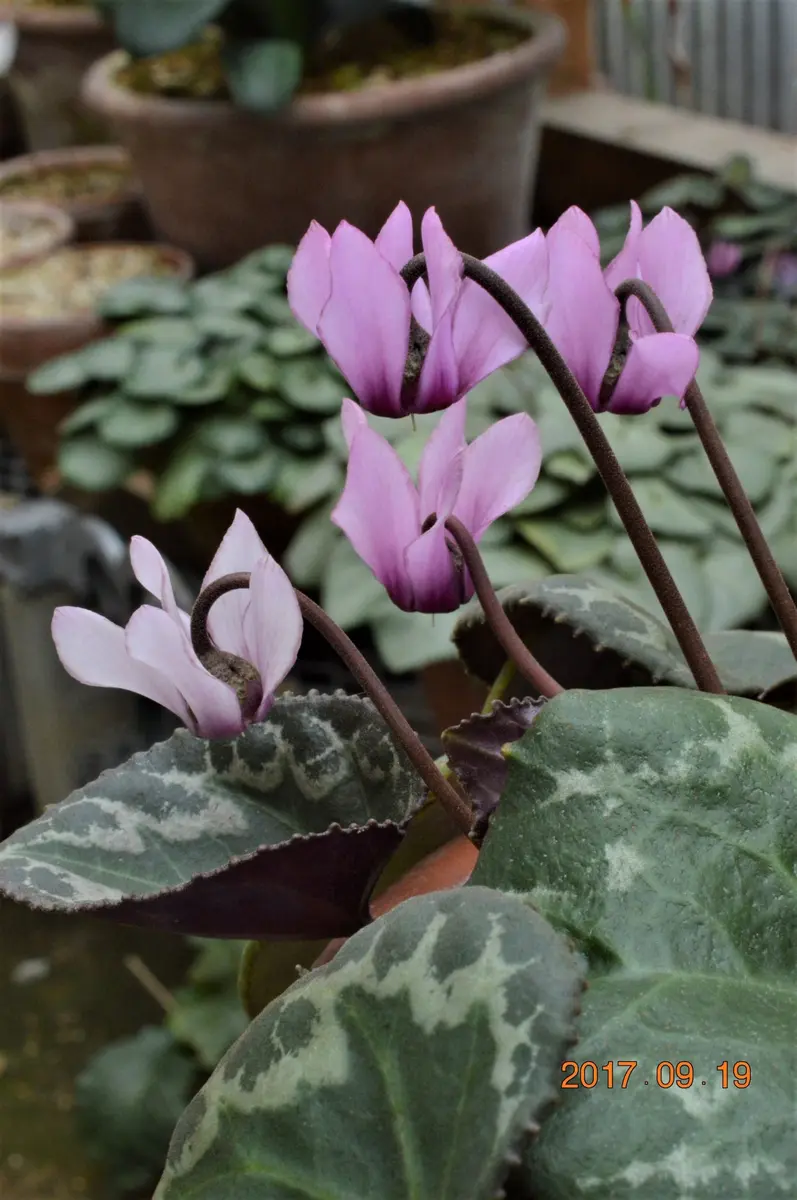 3番の花。同じ株から白っぽいのと薄紫「原種シクラメン・コルチカム