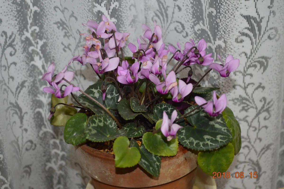 No2のコルチカム。夏バテなのか、葉の「原種シクラメン