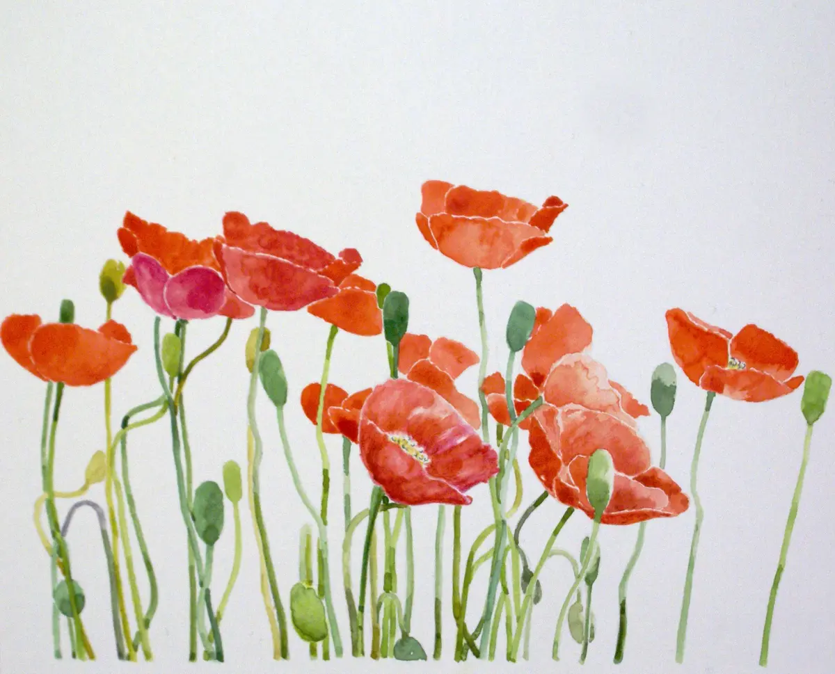 ケシの花ケシの花茎は長くていろんな「はなの絵を描きました
