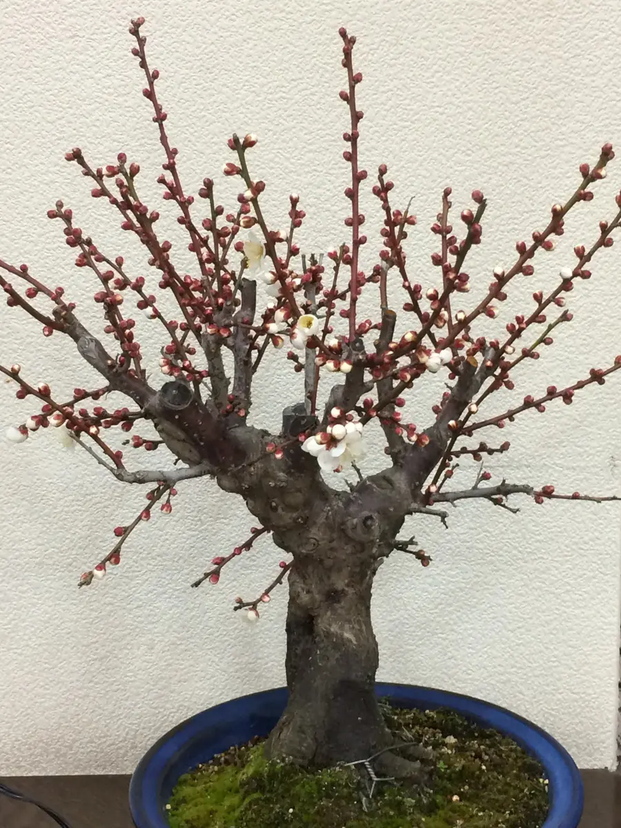 白梅（盆栽）憩いの農園3000円で購入「雲竜梅・金獅子・白梅