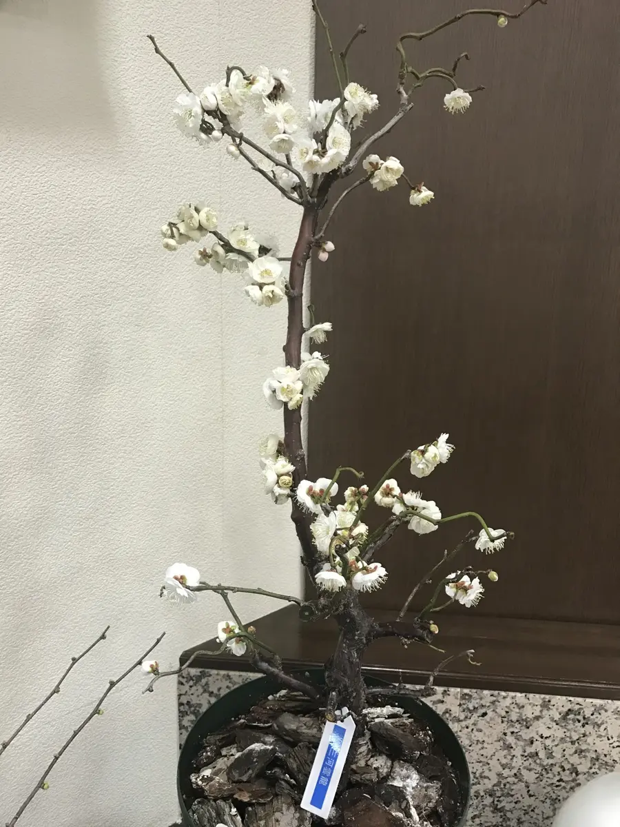 8号雲竜梅Ⅱ 満開「雲竜梅・金獅子・白梅・しだれ梅」のアルバム