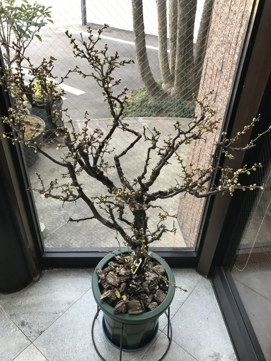 雲竜梅（10号鉢）開花29年1月5日「雲竜梅・金獅子・白梅・しだれ梅」の