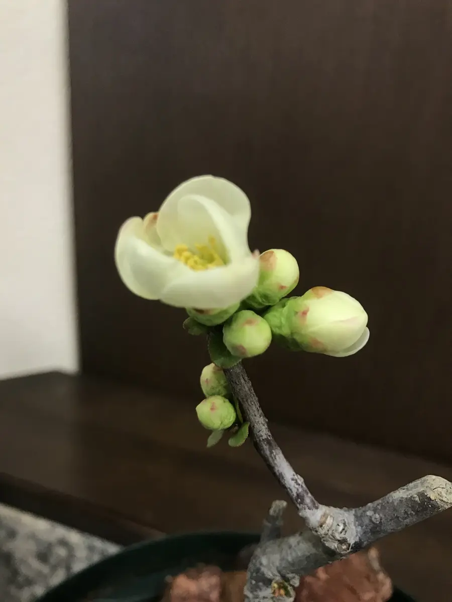 白牡丹開花29年2月8日「ボケ」のアルバム-みんなの趣味の園芸376795