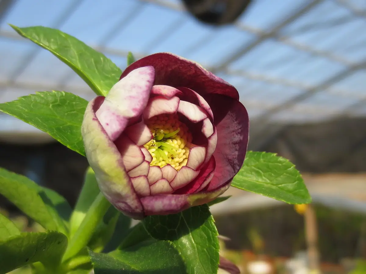 クリスマスローズ　ddレッドリバーシブル底白　加藤農園 ddレッドリバーシブル「2016加藤農園さんクリスマスローズ」のアルバム