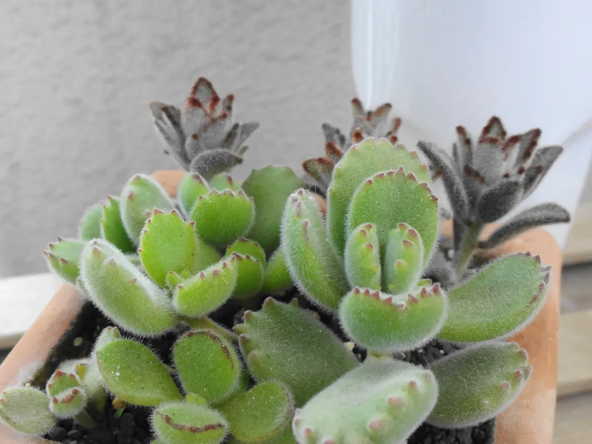 多肉植物　コチレドン　熊童子　ハートマーク入り 多肉植物コチレドン熊童子ハートマーク入り